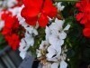 powstanie-warszawskie-1-sierpnia-5-kwiaty